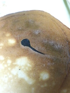 ��������ȂƂ����