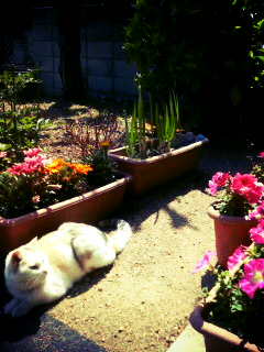 ��l��炵�ĊJ�A�P����