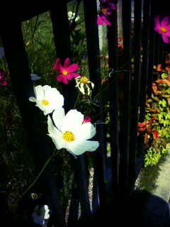 ����΋��s