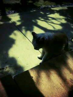 ����ɔ�ׂĂ����̎q�́c