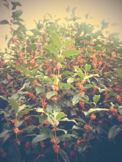 ���悤�Ȃ�X�̓����