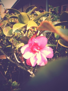 ���[�L���O�E�u���[