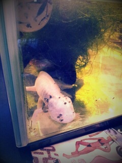 �E�[�p�[���[�p�[