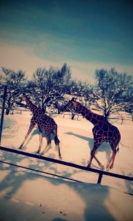 ��ԍD����