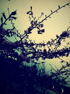 �V�[�Y���T���i��