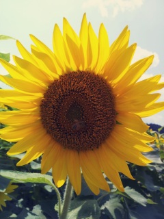 ���̂��Ƃ�